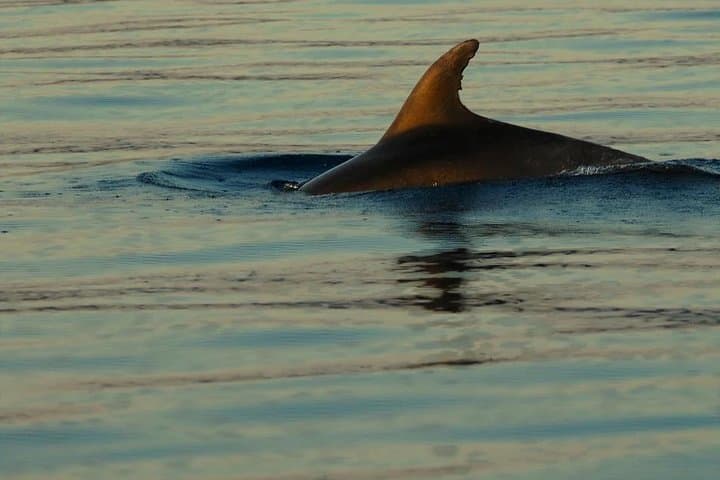 Plavnik Island & Wild Bays: Private Full-Day Boat Trip from Punat photo 6
