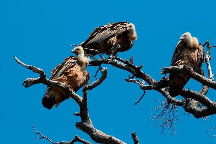 Plavnik Island Half-Day Private Boat Tour with Capt. Bobo — Swim Caves & Griffon Vultures