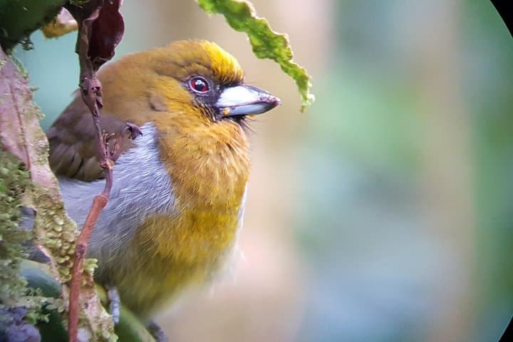 Guided Birding in Monteverde Cloud Forest with Certified Local Guide & Hummingbird Garden photo 6
