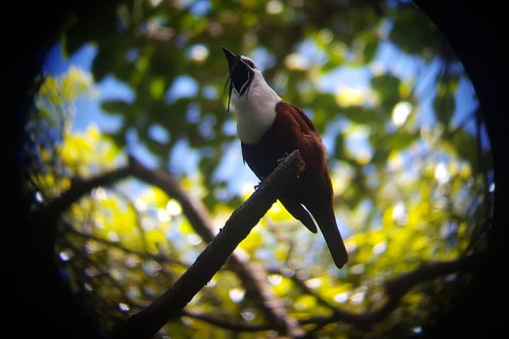 Guided Birding in Monteverde Cloud Forest with Certified Local Guide & Hummingbird Garden photo 2
