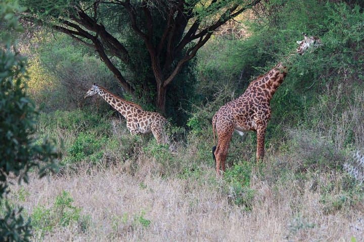 Rails to Safari: 3-Day Tsavo West & Amboseli Serena Train Experience photo 2
