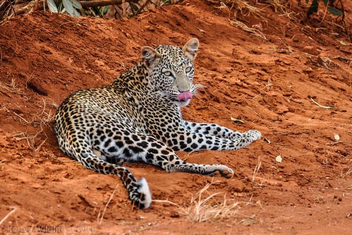 Rails to Safari: 3-Day Tsavo West & Amboseli Serena Train Experience photo 4