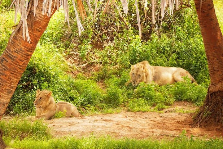 Rails to Safari: 3-Day Tsavo West & Amboseli Serena Train Experience photo 5