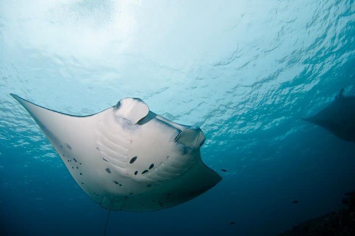 Nusa Penida Two-Dive Adventure: Manta Point & East Penida Reefs