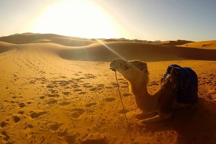 Fez to Merzouga: 3-Day Sahara Desert Tour — Camel Treks & Berber Camps photo 2