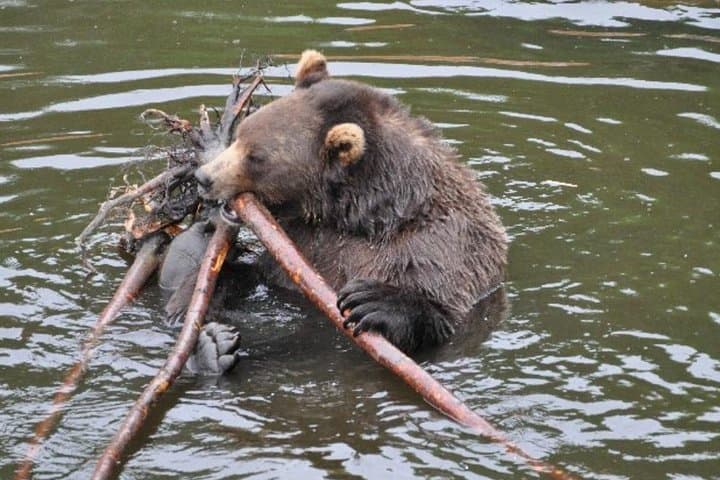 Explore Sitka’s Wildlife and Cultural Heritage: Bears, Raptors, and Totem Art in One Shore Excursion photo 3