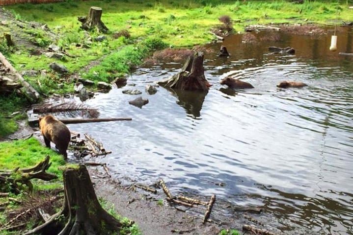 Explore Sitka’s Wildlife and Cultural Heritage: Bears, Raptors, and Totem Art in One Shore Excursion photo 5