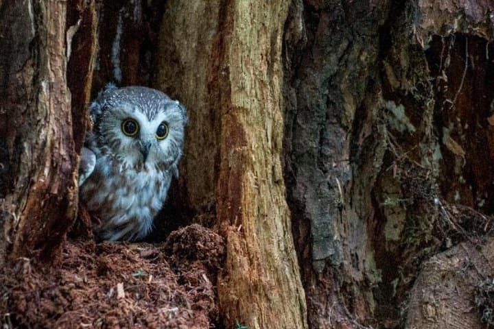 Explore Sitka’s Wildlife and Cultural Heritage: Bears, Raptors, and Totem Art in One Shore Excursion photo 6