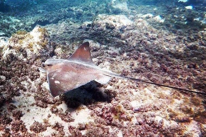 Snorkeling in Gran Canaria: Guided Snorkel Safari to Amadores & Puerto de Mogán photo 3
