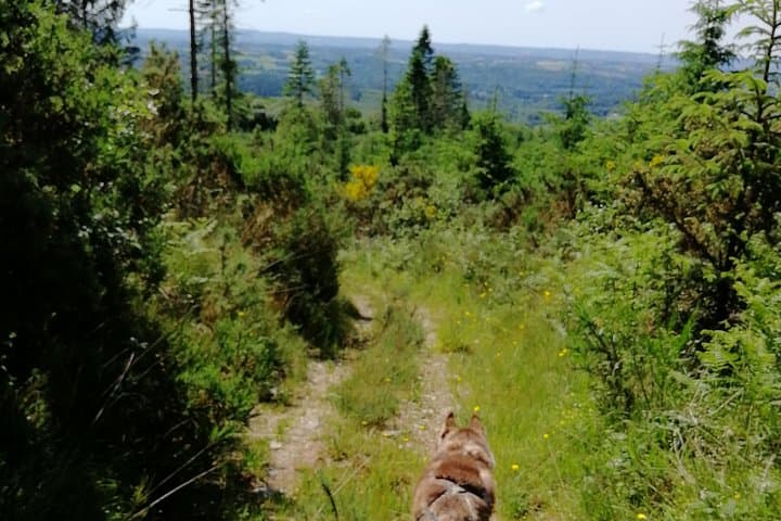 Husky-Pulled Cani Rando in the Monts d'Arée — Half-Day Hike from Brasparts to Roc'h Cleguer