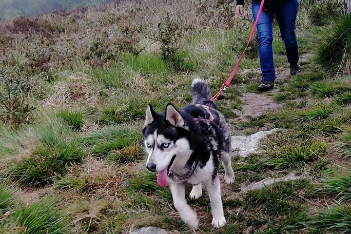 Husky-Pulled Cani Rando in the Monts d'Arée — Half-Day Hike from Brasparts to Roc'h Cleguer photo 4