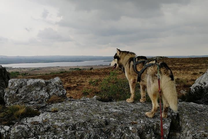 Husky-Pulled Cani Rando in the Monts d'Arée — Half-Day Hike from Brasparts to Roc'h Cleguer photo 5