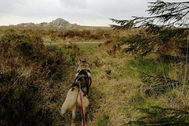 Husky-Pulled Cani Rando in the Monts d'Arée — Half-Day Hike from Brasparts to Roc'h Cleguer photo 6