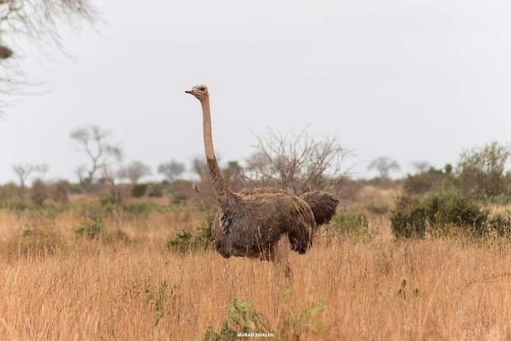 2-Day Taita Hills Saltlick Lodge Safari from Diani Beach photo 3