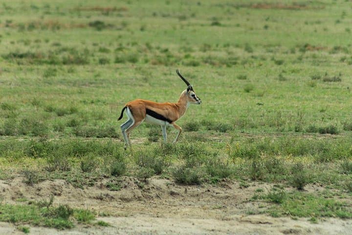 2-Day Taita Hills Saltlick Lodge Safari from Diani Beach photo 4