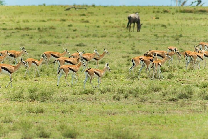 2-Day Taita Hills Saltlick Lodge Safari from Diani Beach photo 5