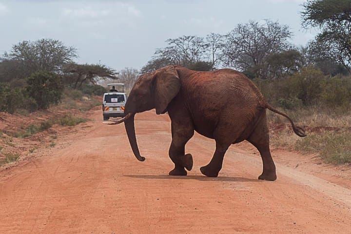 2-Day Taita Hills Saltlick Lodge Safari from Diani Beach photo 6
