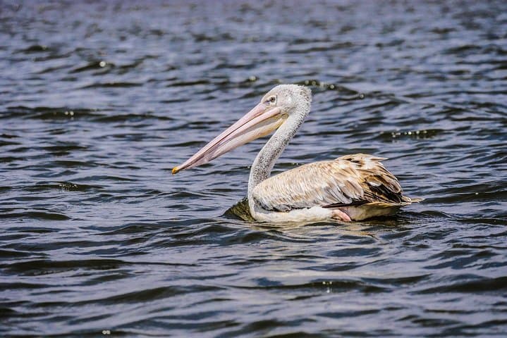 Lake Naivasha & Hell's Gate Day Tour: Boat Ride, Wildlife & Geothermal Gorges photo 1