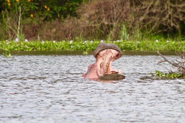 Lake Naivasha & Hell's Gate Day Tour: Boat Ride, Wildlife & Geothermal Gorges photo 2