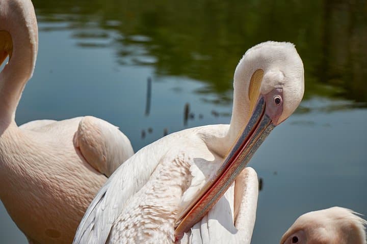Lake Naivasha & Hell's Gate Day Tour: Boat Ride, Wildlife & Geothermal Gorges photo 3