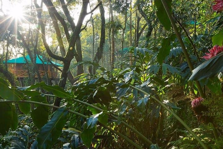 Munnar Treehouse Escape: 2-Night Private Trip from Kochi photo 4