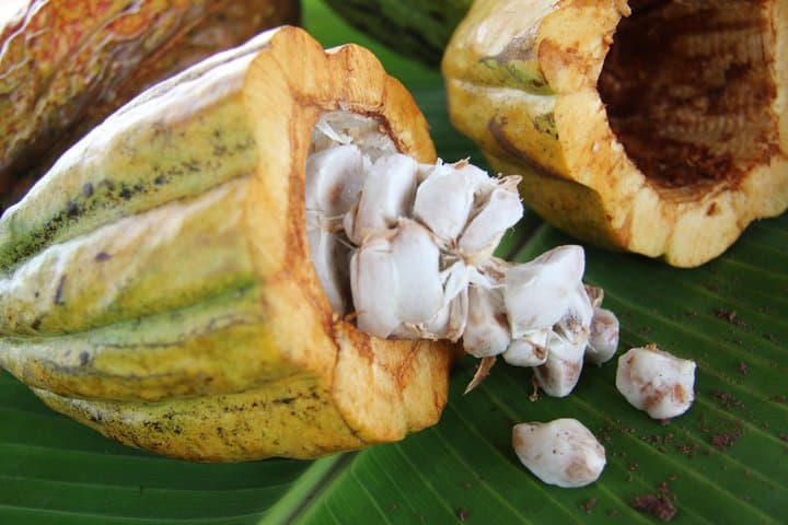 Hands-On Organic Chocolate Tour with Arenal Views photo 4
