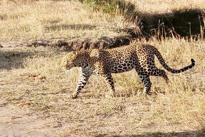 3-Day Masai Mara Safari: Group Game Drives, Big Five & Wildebeest Migration