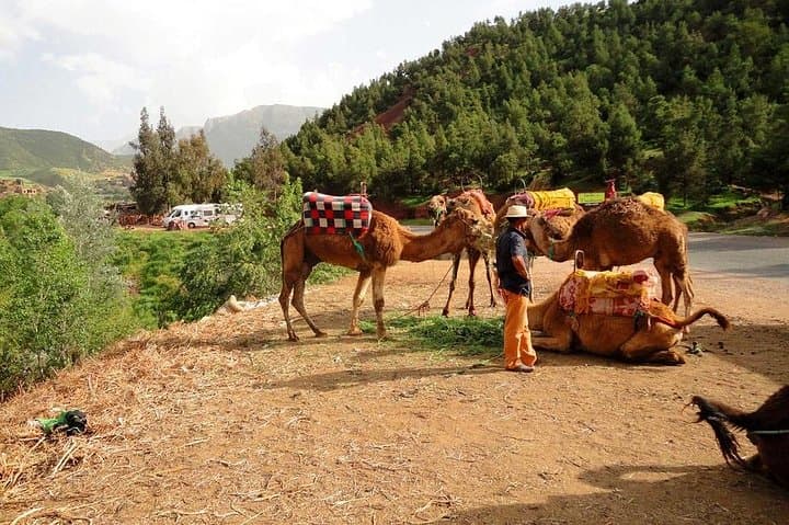 Marrakech to the Atlas: 3 Valleys Waterfalls & Camel Ride Day Trip photo 5