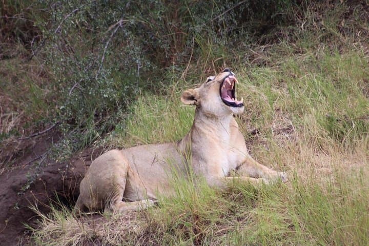 Chobe Day Trip from Livingstone — Big Five River Safari on the Chobe photo 3