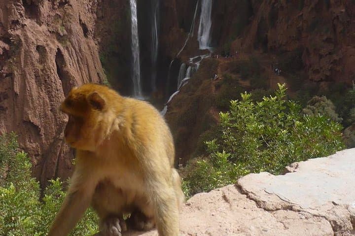 Ouzoud Waterfalls Day Trip from Marrakech: Private Guided Tour to Morocco's Cascading Falls photo 4