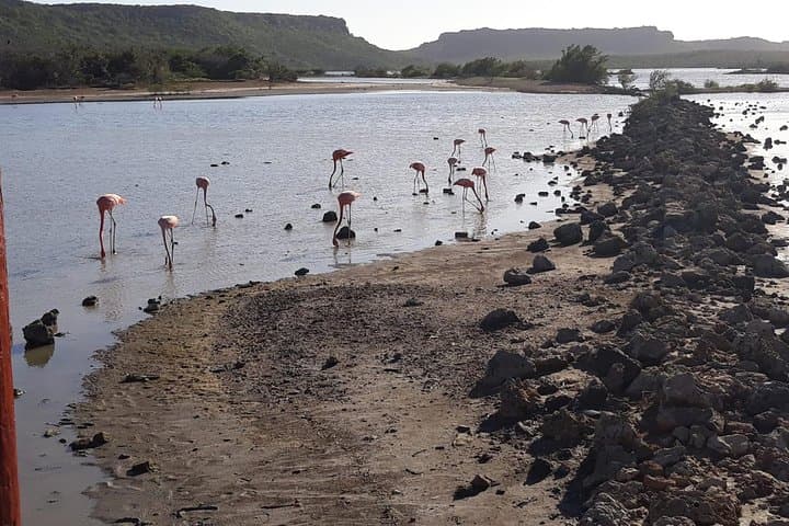 curacao-beach-and-hato-caves-half-day-eco-tour photo 2