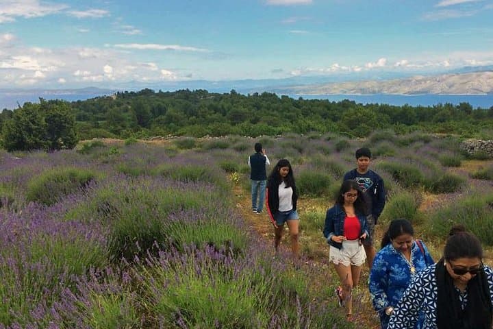 Hvar Lavender Tour: Easy Island Hike, Village Visits & Local Tastes photo 2