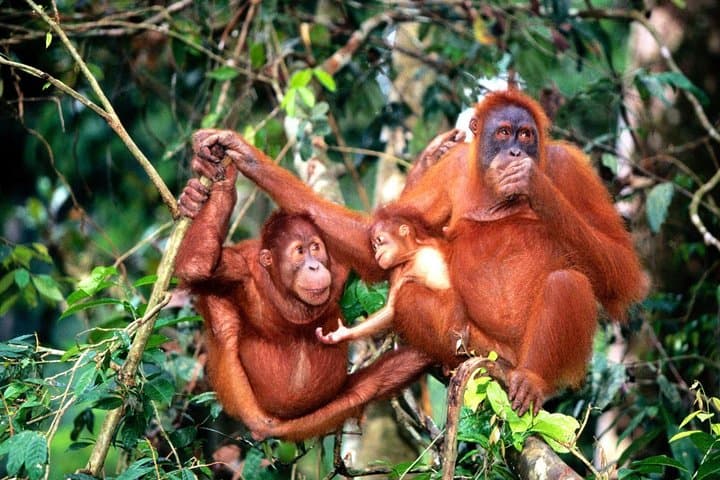 Orang Utan Island and Perak Cave Temple: Day Tour from Kuala Lumpur photo 3