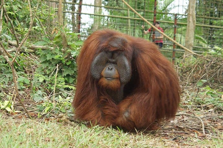 Ipoh Heritage and Orang Utan Island Day Tour from Kuala Lumpur — Day-Trip Guide photo 6