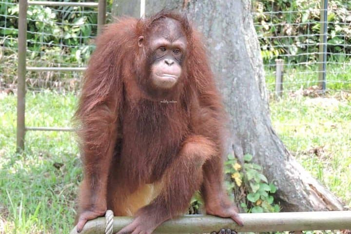 Orang Utan Island & Ipoh Day Trip from Kuala Lumpur — Wildlife and Heritage photo 2