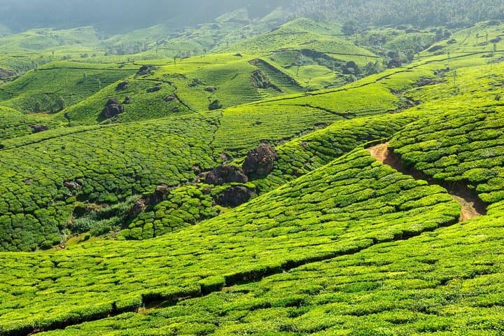 2-Night Misty Munnar Sightseeing: Tea Gardens, Waterfalls & Eravikulam photo 4