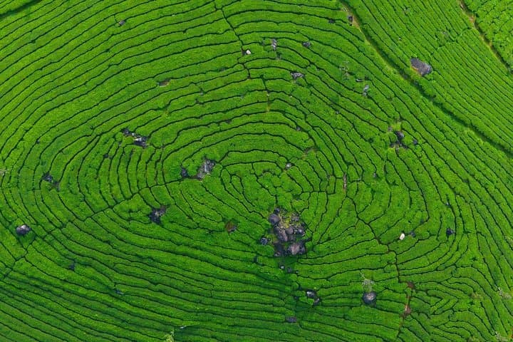 8-Day Kerala Private Tour: Munnar Hills, Periyar Wildlife, Backwaters & Kovalam Beaches photo 2