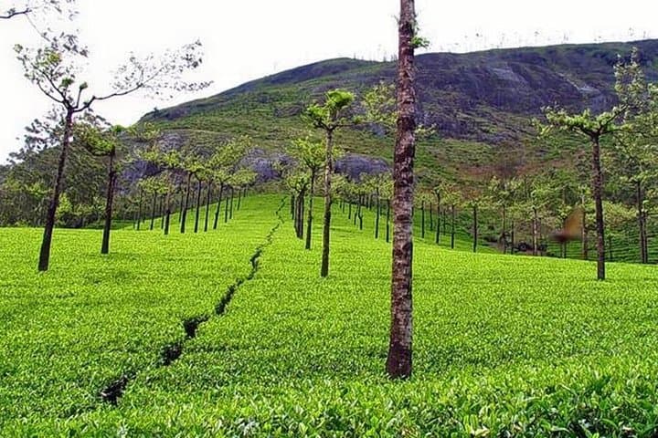 Day Trip to Munnar from Kochi — Waterfalls, Tea Plantations & Mattupetty Boating photo 2