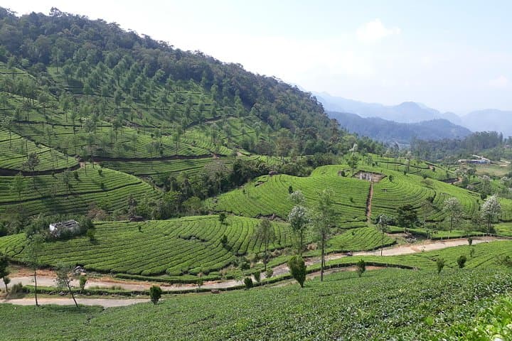 Day Trip to Munnar from Kochi — Waterfalls, Tea Plantations & Mattupetty Boating photo 4