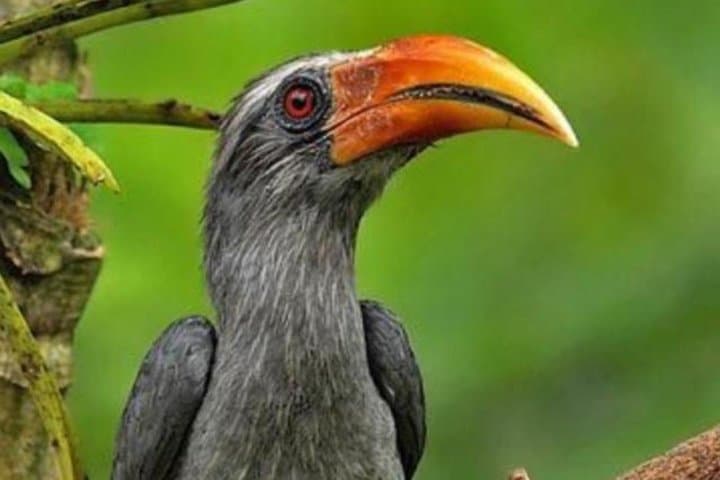 Thattekad Guided Bird Walk at Salim Ali Bird Sanctuary — Morning & Evening Tours
