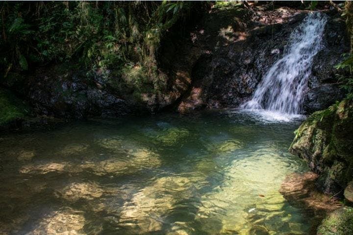 Full-Day Atlantic Forest Waterfalls Hike from São Paulo photo 4