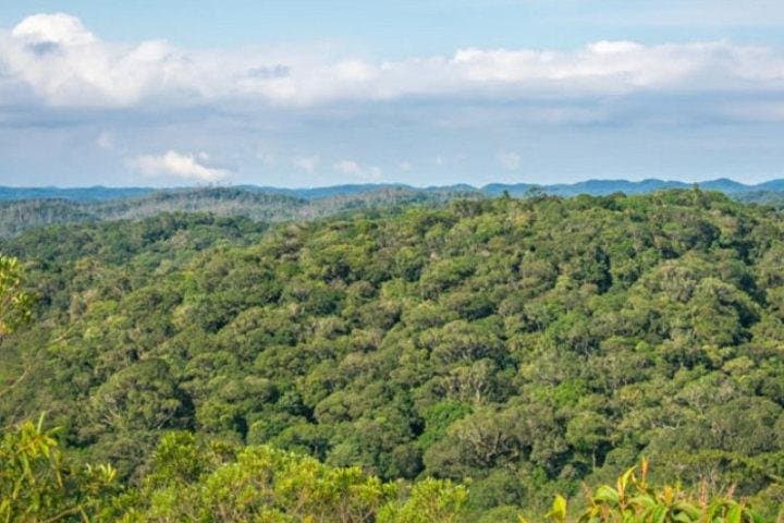 Full-Day Atlantic Forest Waterfalls Hike from São Paulo photo 2