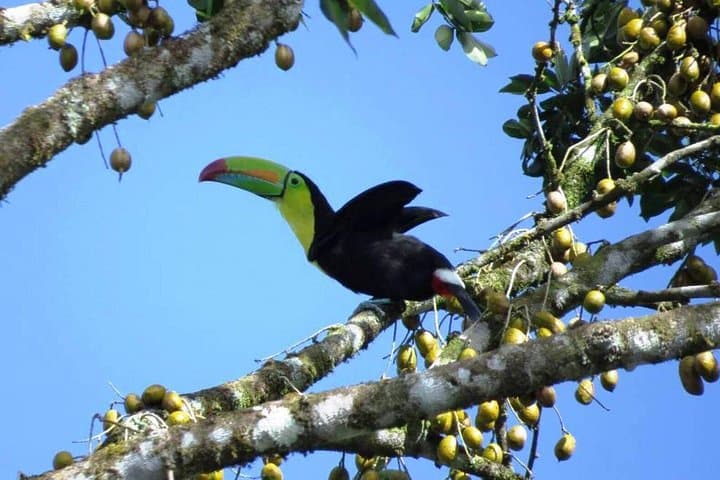 Manuel Antonio National Park: Beach & Wildlife Day Trip from San Jose photo 6
