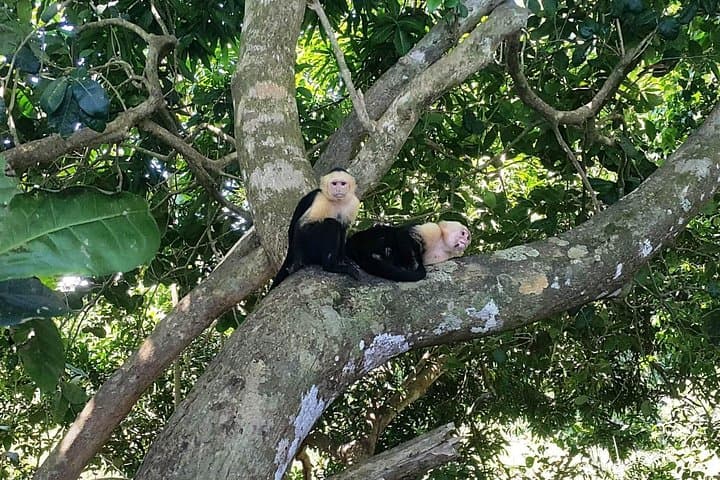 Manuel Antonio National Park: Beach & Wildlife Day Trip from San Jose photo 4