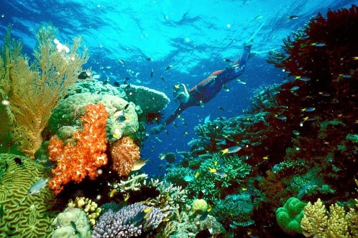 Snorkel Turtle Bay (Abu Dabbab) — Day Trip from Hurghada to Marsa Alam