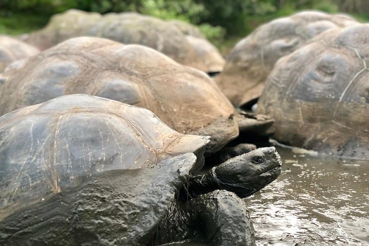 Galapagos Giant Tortoise Reserve & Los Gemelos Highlands Private Tour photo 2