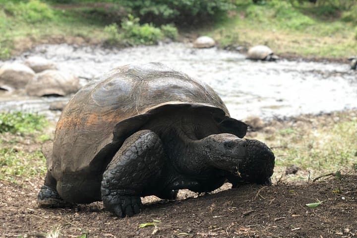 Galapagos Giant Tortoise Reserve & Los Gemelos Highlands Private Tour photo 3