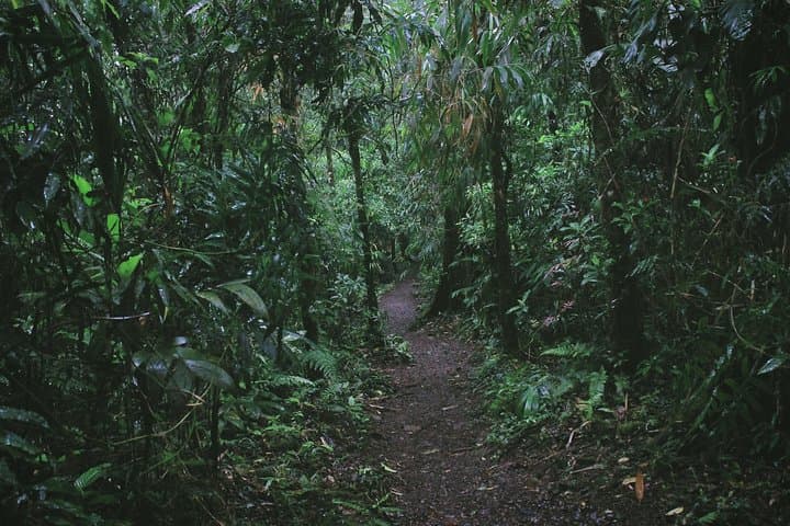 Crossing Costa Rica's Highlands: Private Transfer from Arenal to Monteverde photo 6