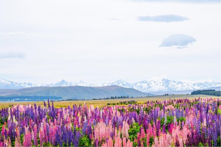 Queenstown to Mt Cook Day Tour via Lake Tekapo & Aoraki Scenic Drive photo 6