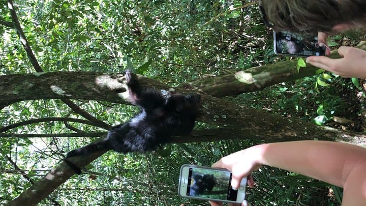 Private Belize Zipline and Baboon Sanctuary Adventure photo 6